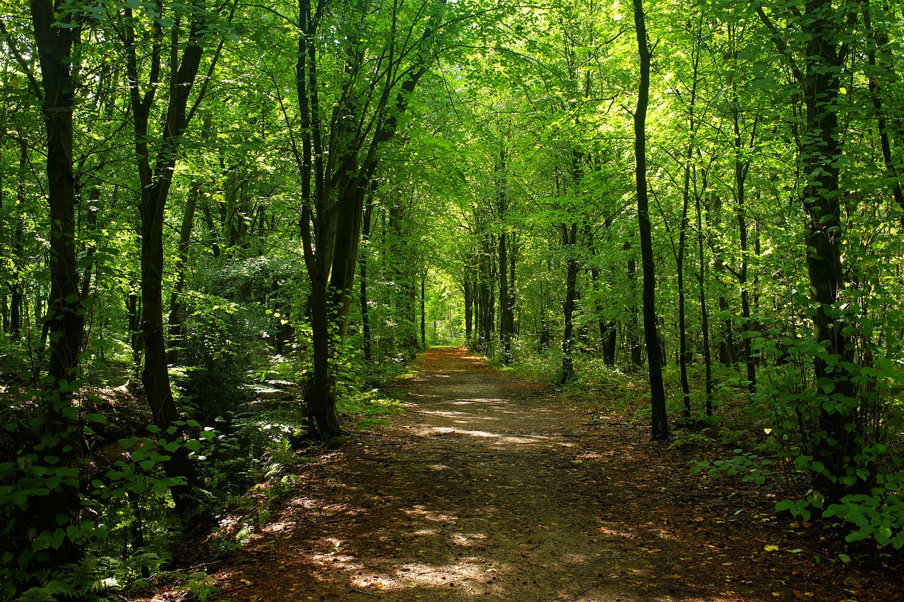 forest, trees, forest path-2735623.jpg